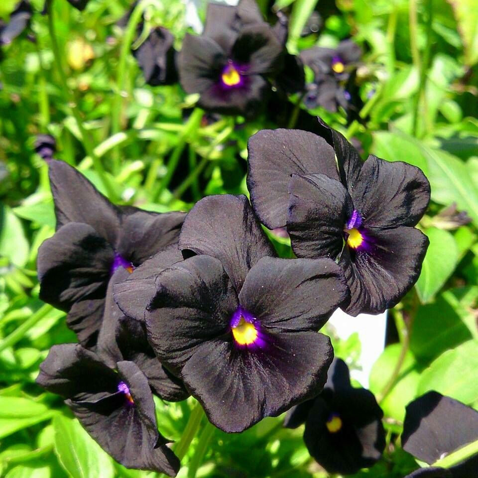 100 Black F1 Pansy Flower Seeds