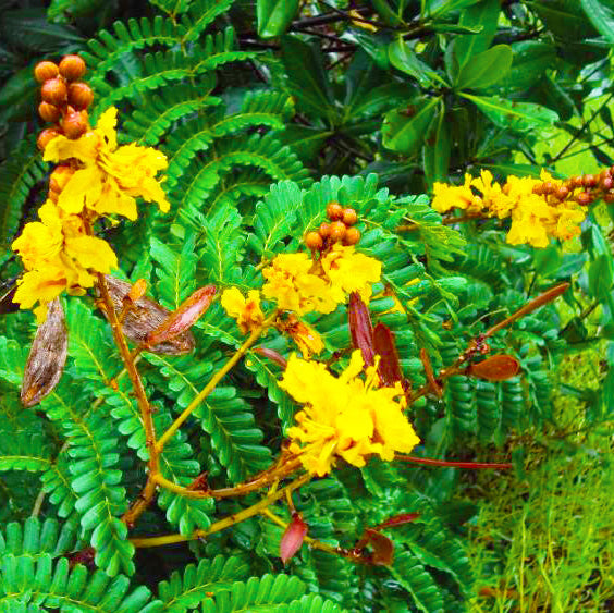 50 Copper Pod Yellow Flame Peltophorum Pterocarpum Seeds