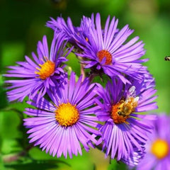 500 Tahoka Daisy Flower Seeds