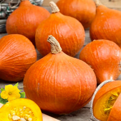 35 Osaki Orange Japanese Pumpkin Vegetable Seeds