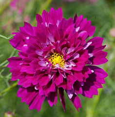 500 Double Cranberry Cosmos Flower Seeds