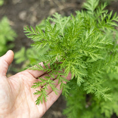 100 Artemisia Green Vegetable Heirloom Seeds Artemisia annua