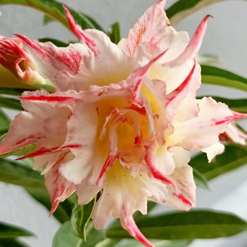 15 Thai Mangkon Yellow Adenium Obesum Double layer Desert Rose Seeds