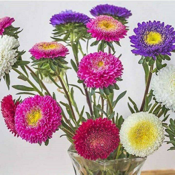 100 Aster Powder Puff Flower Mix Seeds