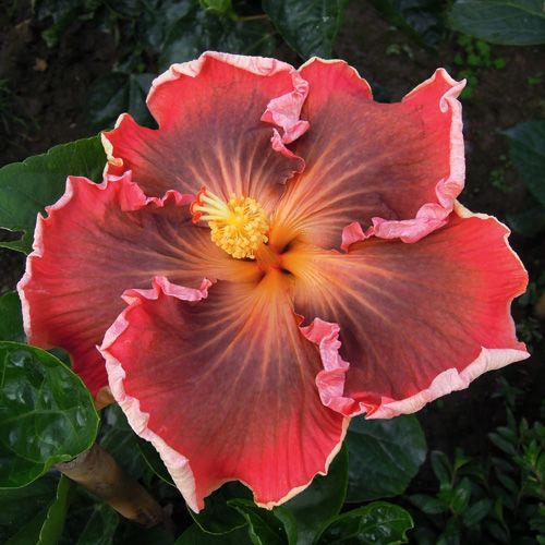 100 Implosion Star Hibiscus Hardy Flower Perennials Seeds