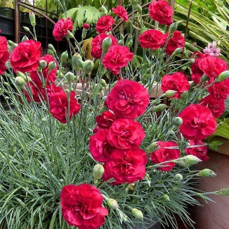 350 Red Carnation Flower Dianthus Caryophyllus Seeds