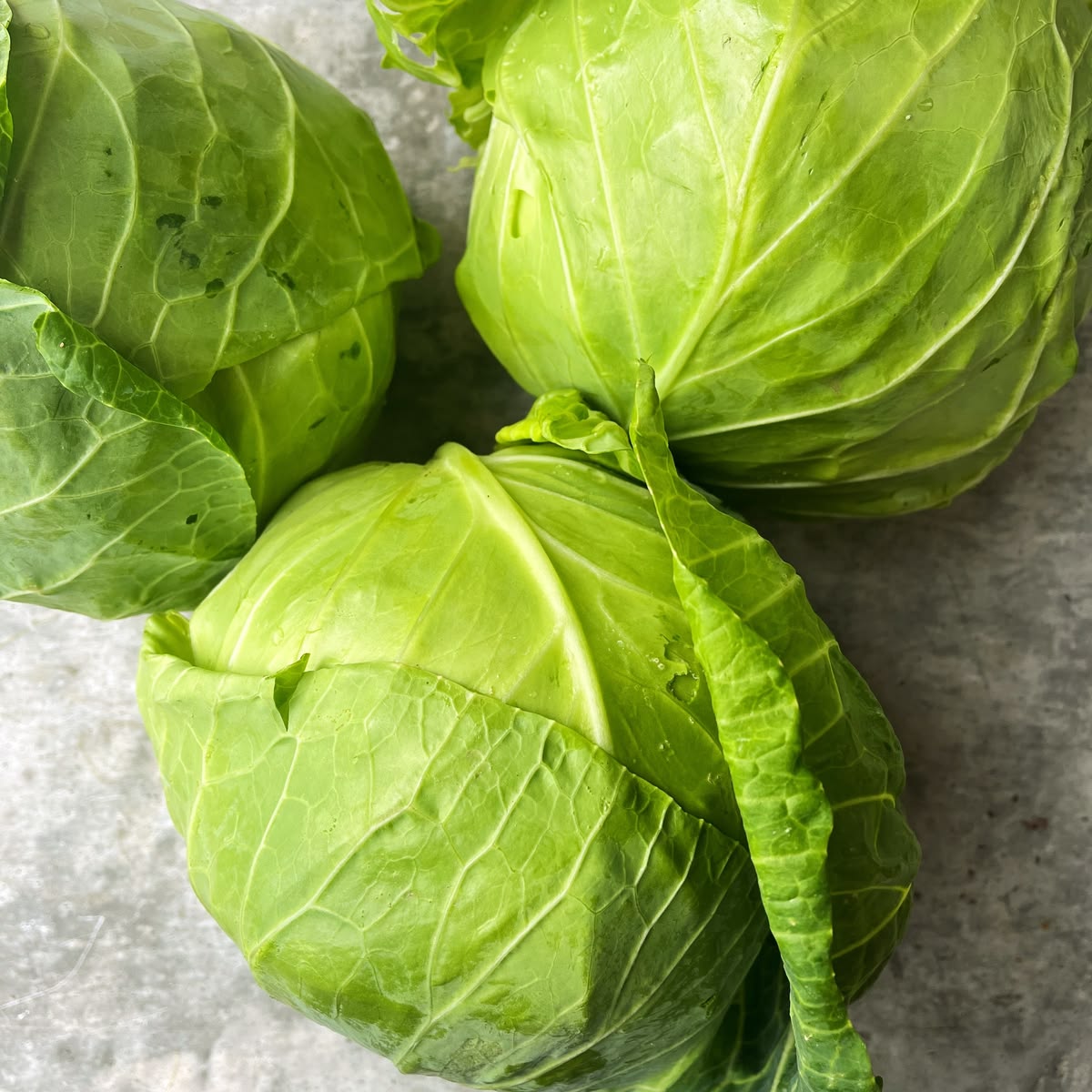 1000 Green Cabbage Vegetable Seeds