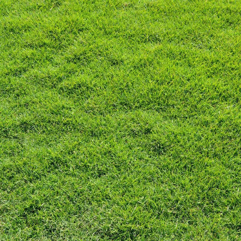 5000 Manila Grass Seeds
