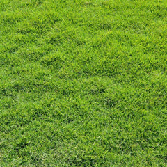 5000 Manila Grass Seeds
