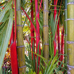 50 Costa Rica Red Moso Bamboo Seeds