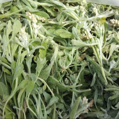 100 Gnaphalium Affine Jersey Cudweed Seeds
