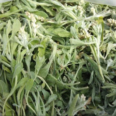 100 Gnaphalium Affine Jersey Cudweed Seeds