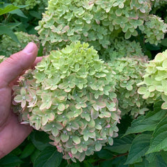 50 Little Lime Hydrangea Hardy Perennial Flowers Seeds