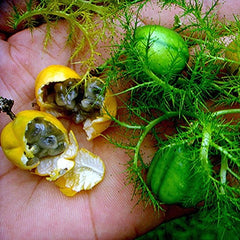 50 Stinking Passionflower Fetid Passionflower Seeds
