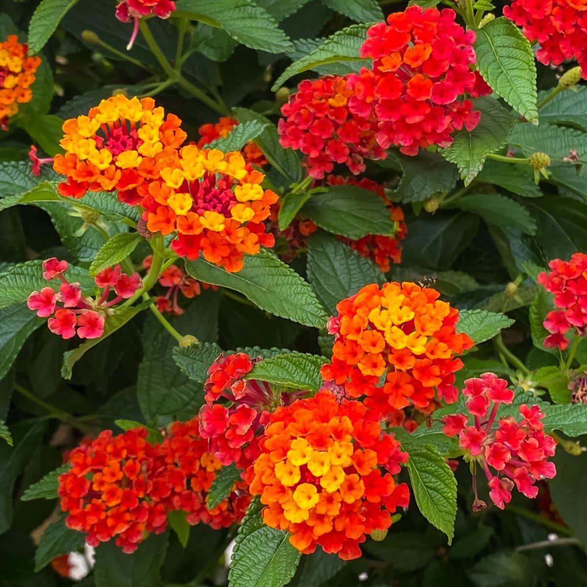 100 Orange Lantana Camara Flower Seeds
