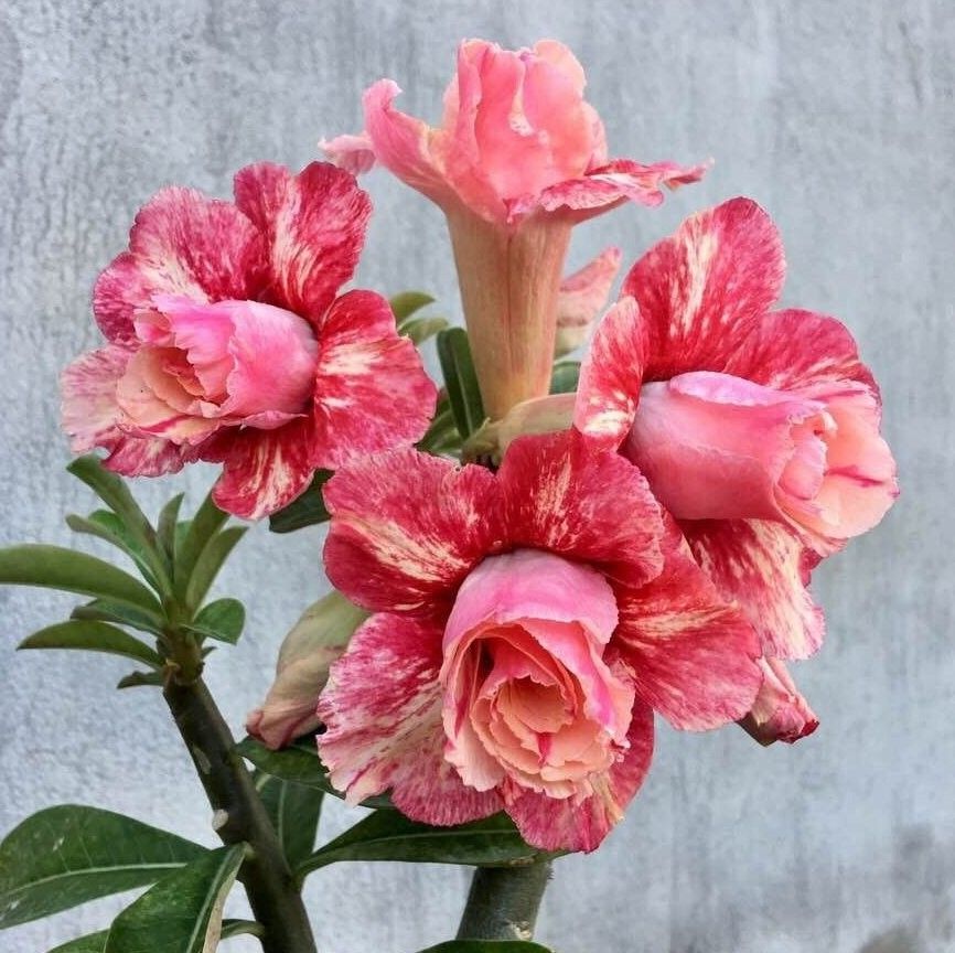 10 Thai Orange Preya Adenium obesum Double layer Desert Rose Seeds