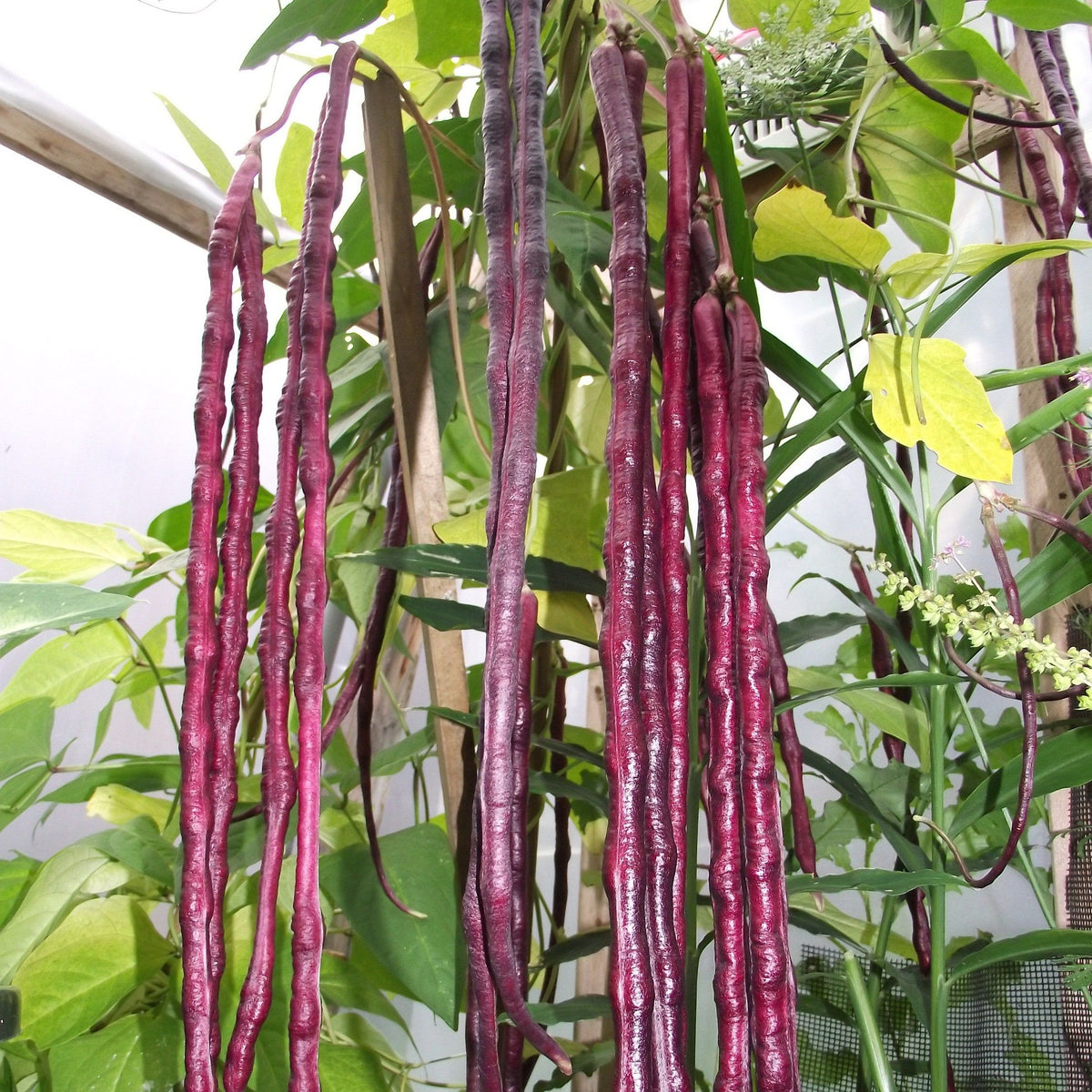 100 Thai Purple Yard Long Bean Seeds