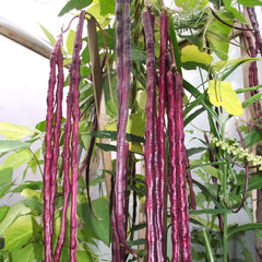 100 Thai Purple Yard Long Bean Seeds