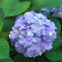 50 Let’s Dance Sky View Hydrangea Hardy Perennial Flowers Seeds