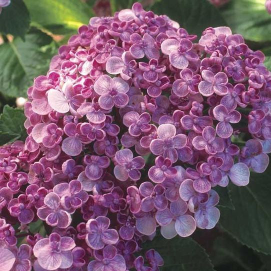 Close-up of a cluster of purple flowers with green leaves in the background