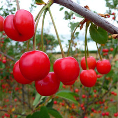30 Morello Cherry Bonsai Tree Seeds