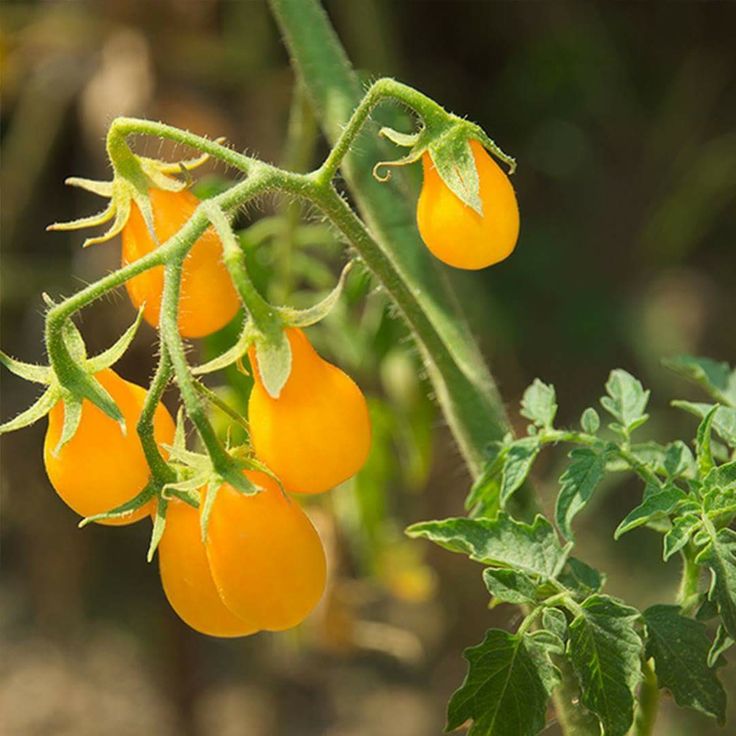 100 Yellow Cherry Pear F1 hybrid Tomato Seeds