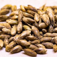 50 Bambusa burmanica Gamble Bamboo Seeds Thysostachys siamensis Gamble