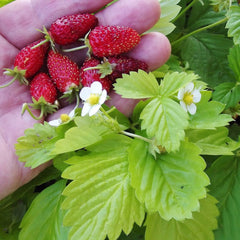 100 Wild Strawberry Golden Alexandria Fruit Organic Sweet Non-GMO Seeds