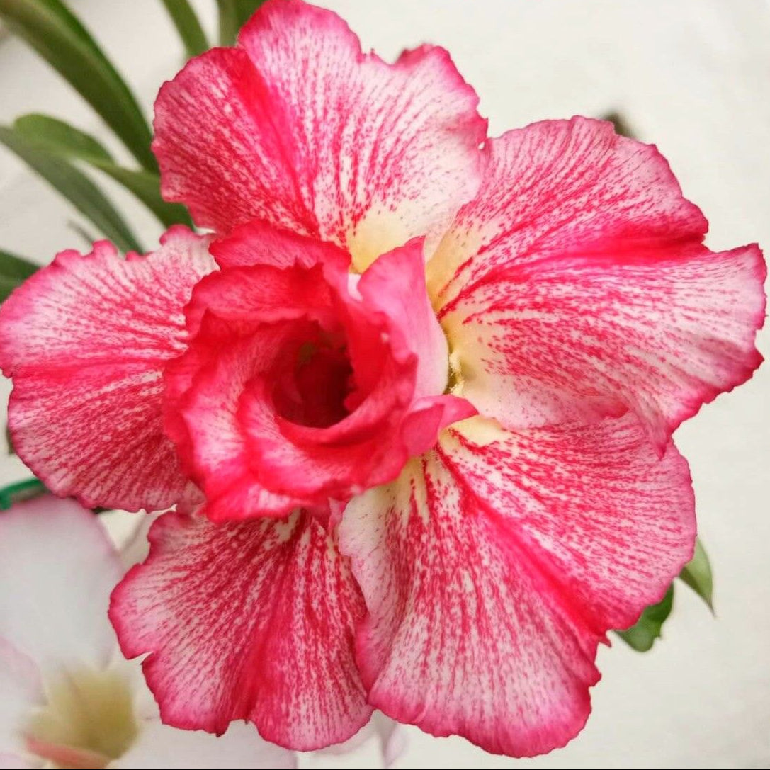 15 Thai Pink Angel Adenium Obesum Double layer Desert Rose Seeds