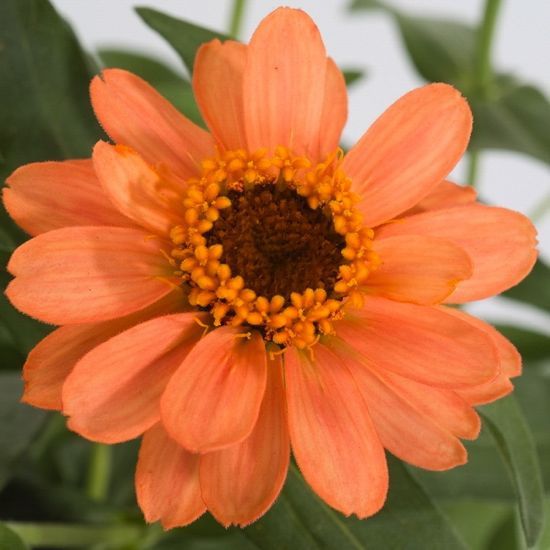 300 Profusion Zinnia Flower Seeds