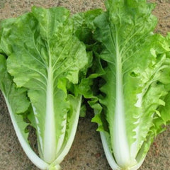 1000 Nuanmanee Cabbage Vegetable Seeds