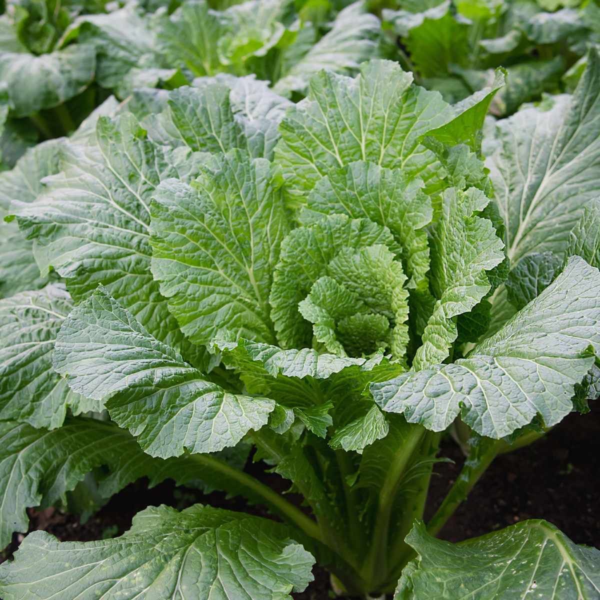 1000 Michihiri Chinese Cabbage Vegetable Seeds