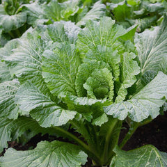 1000 Michihiri Chinese Cabbage Vegetable Seeds
