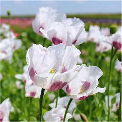 2000 Maanzaad Poppy Flower Seeds