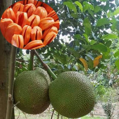 20 Daeng Suriya Jackfruit Rare Sweetest Jack Fruit Seeds
