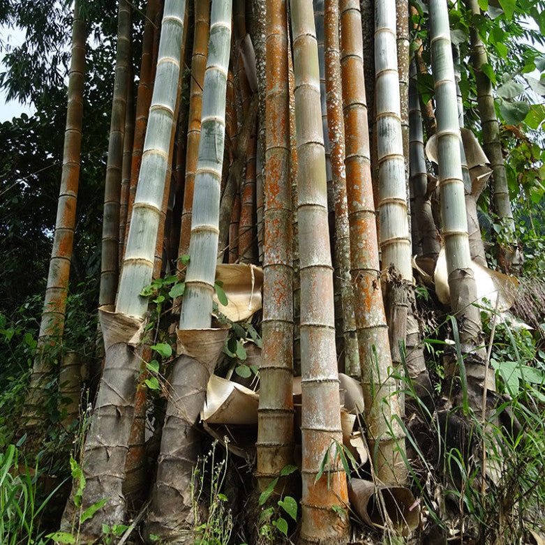 50 Bambusa Nutans Wall Bamboo Seeds