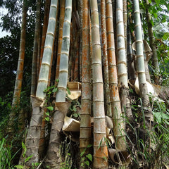 50 Bambusa Nutans Wall Bamboo Seeds