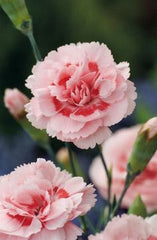 100 La France Pink Carnation Seeds Dianthus Flowers Seed Flower Perennial