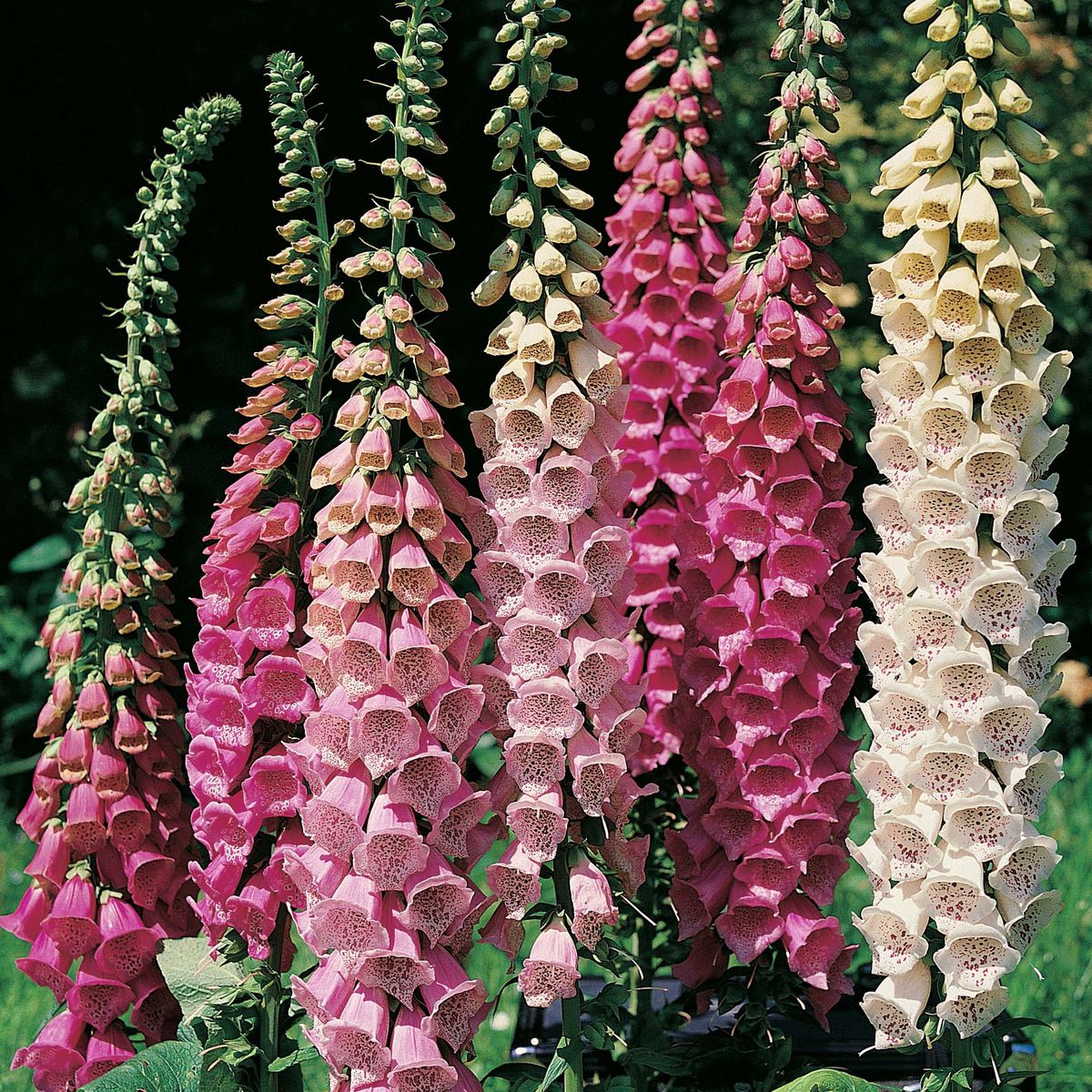 200 Mixed Foxglove Digitalis Flower Seeds