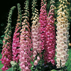 200 Mixed Foxglove Digitalis Flower Seeds