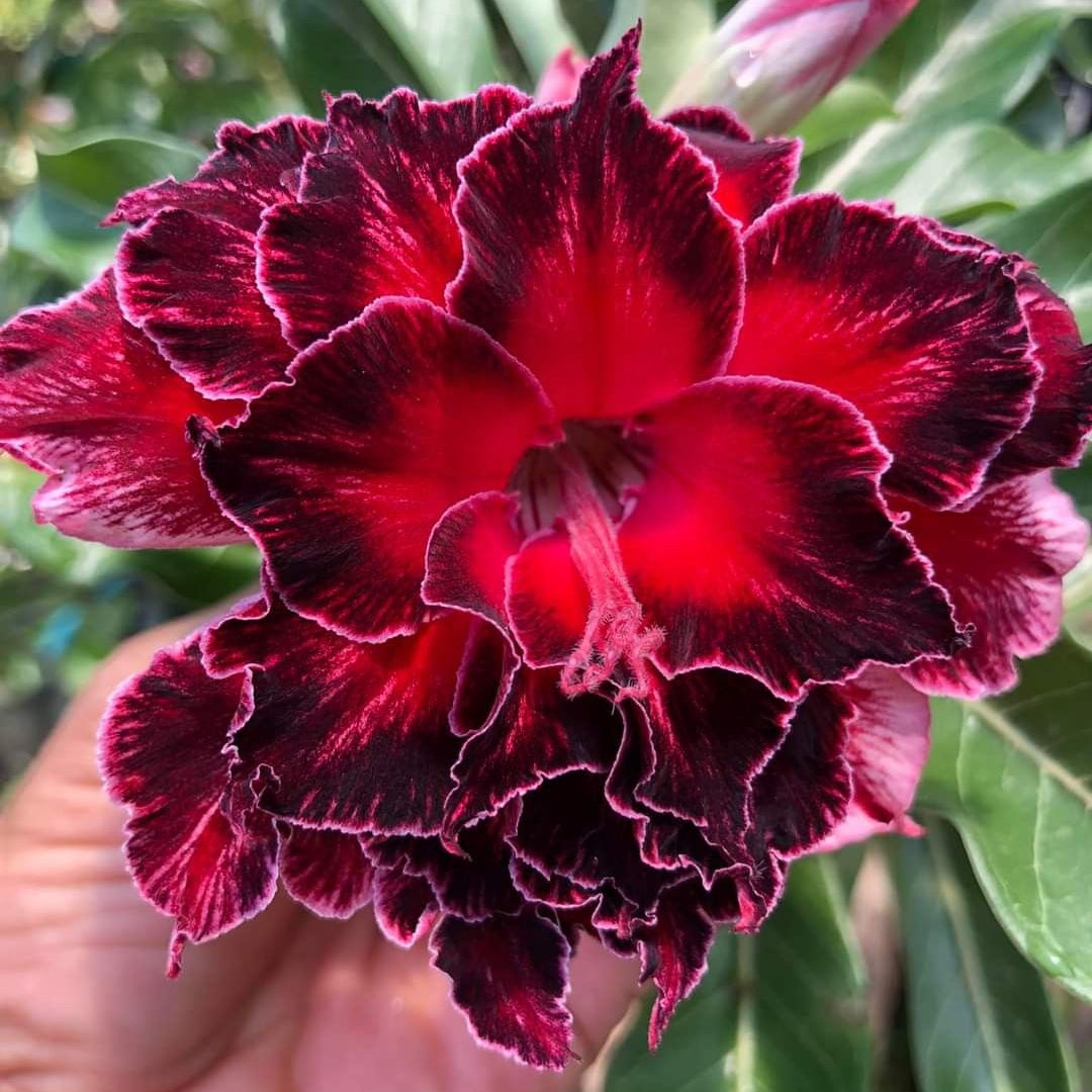 15 Thai Red Adenium Obesum Double layer Desert Rose Seeds