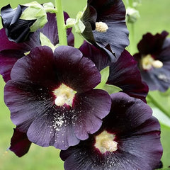 100 Black Night Hollyhocks Alcea Rosea Flower Seeds