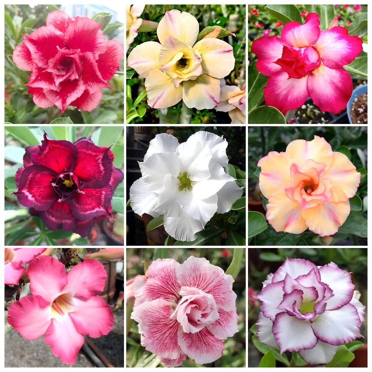 15 Thai Mixed Adenium Obesum Double layer Desert Rose Seeds No.5 9 varieties