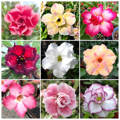 15 Thai Mixed Adenium Obesum Double layer Desert Rose Seeds No.5 9 varieties