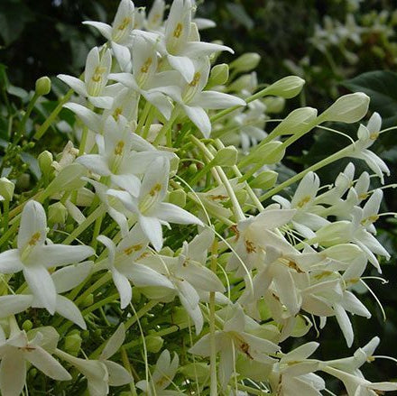 50 Jasmine White Cork Tree Millingtonia hortensis Seeds