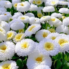Close-up of white and yellow flowers with green leaves