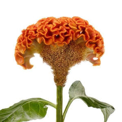 200 Orange Celosia Cristata Cockscomb Flower Seeds