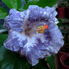 100 Moorea Teanihei Hibiscus Hardy Flower Perennials Seeds
