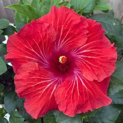 Close-up of a vibrant red flower with green leaves in the background