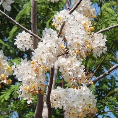 50 White Cassia fistula Seeds Thai Golden Shower Tree Seeds